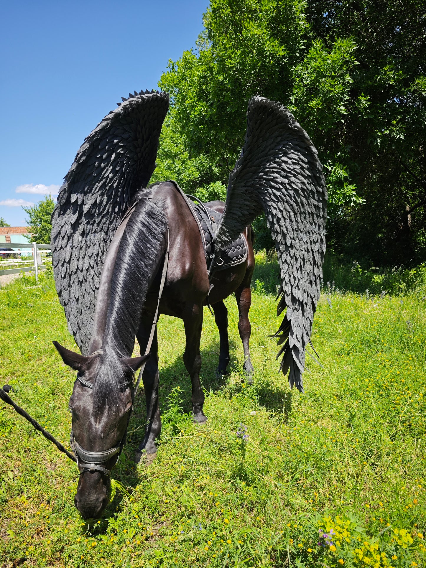 Horses with large Pegasus wings in a grassy field