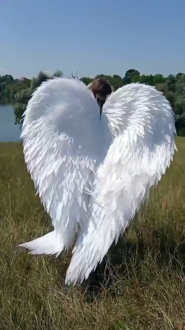 White swan wings costume on a girl in a grassy field with a lake and trees in the background